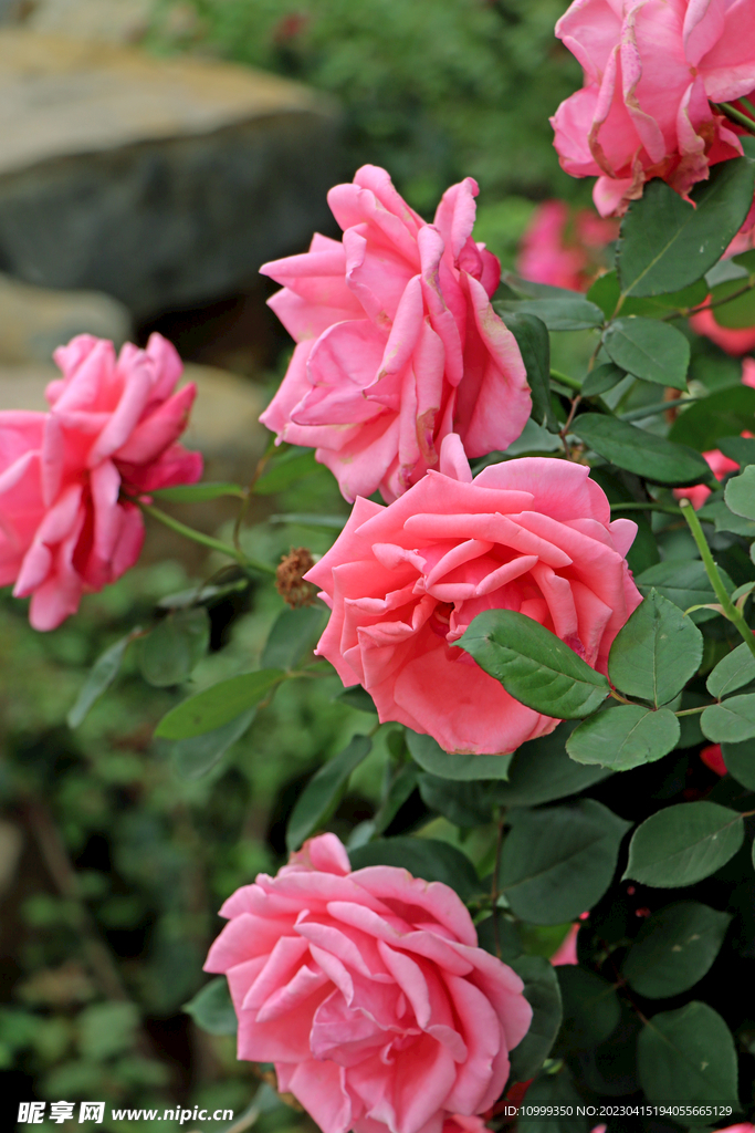 月季花