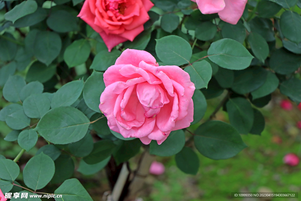 月季花
