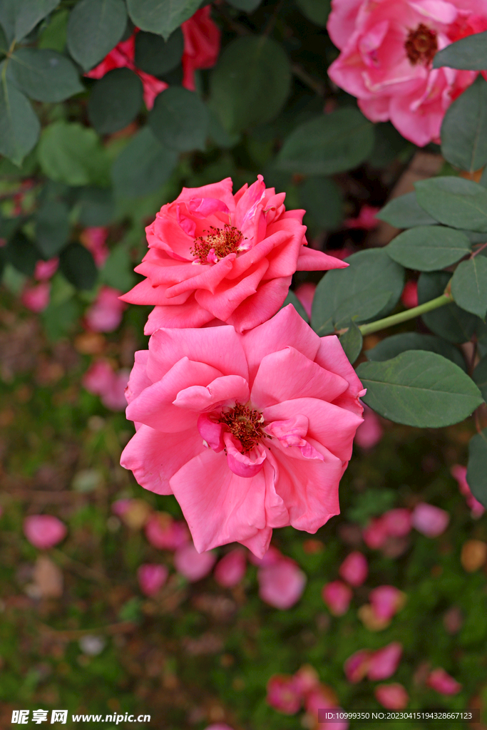 月季花