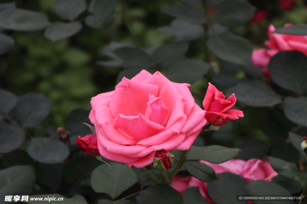 月季花