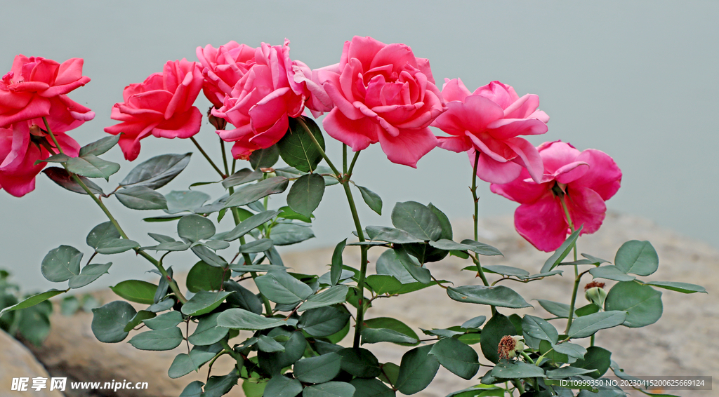 月季花