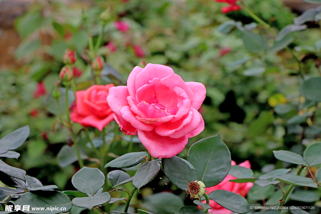 月季花