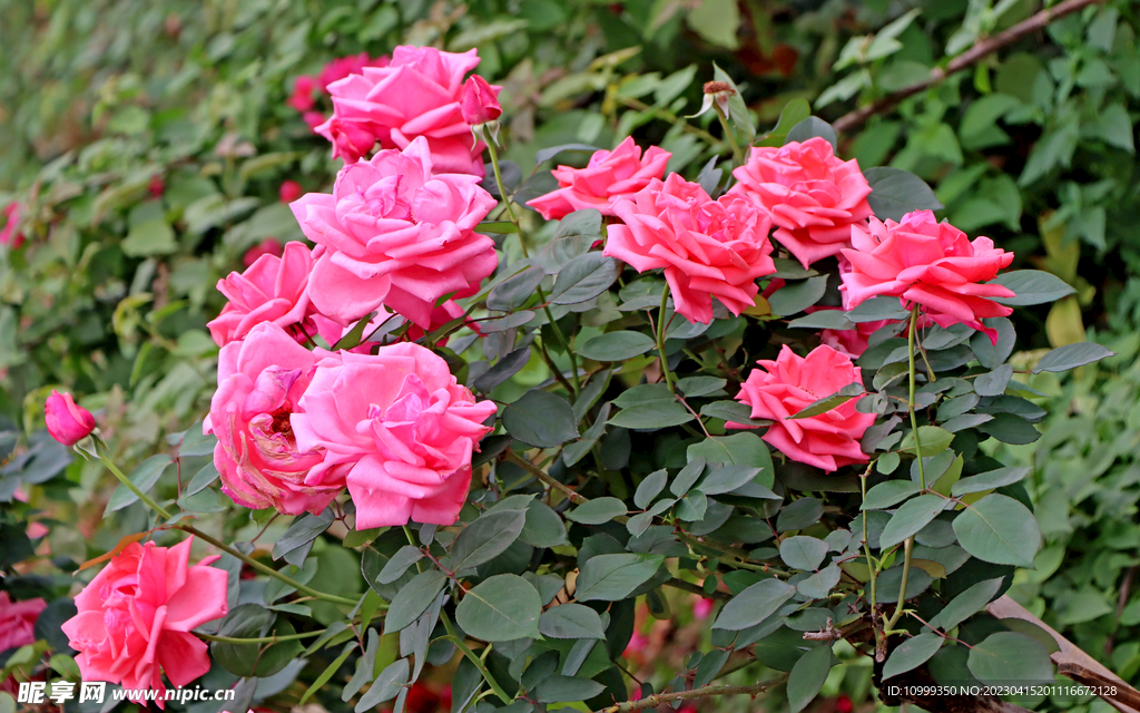 月季花