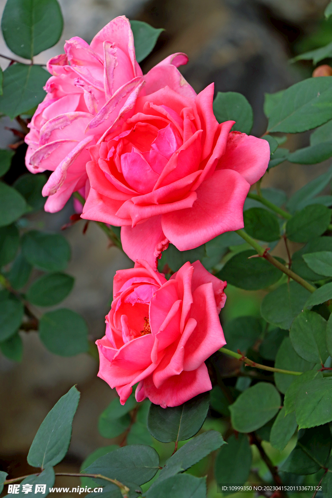 月季花