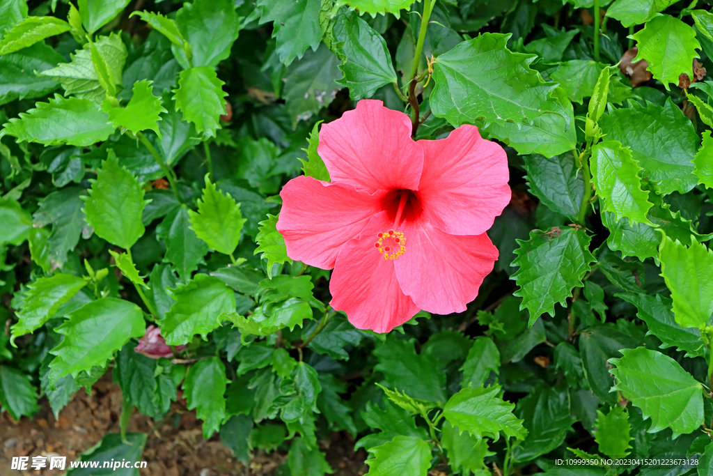 扶桑花
