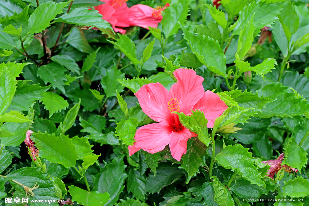 扶桑花
