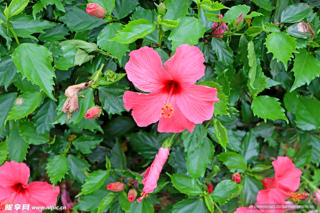 扶桑花