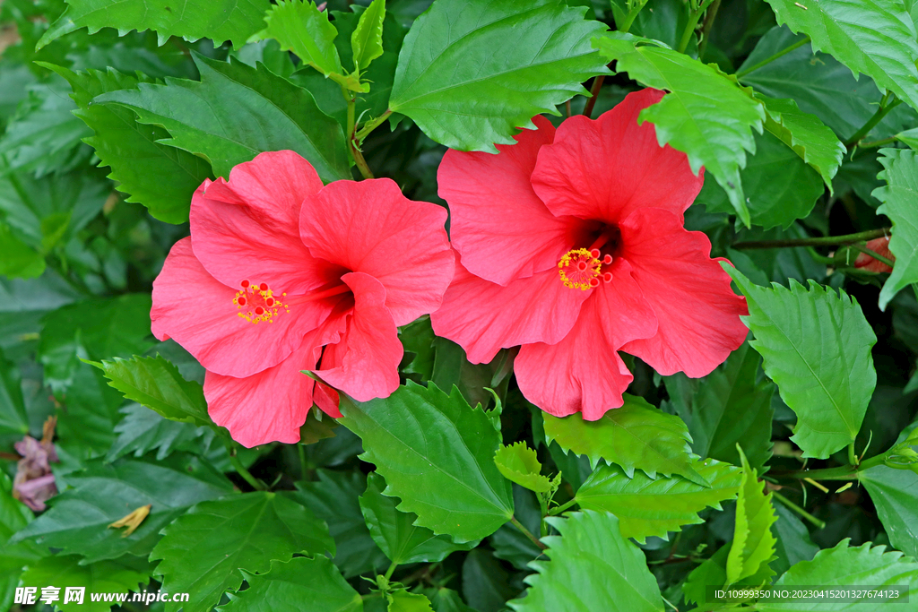 扶桑花