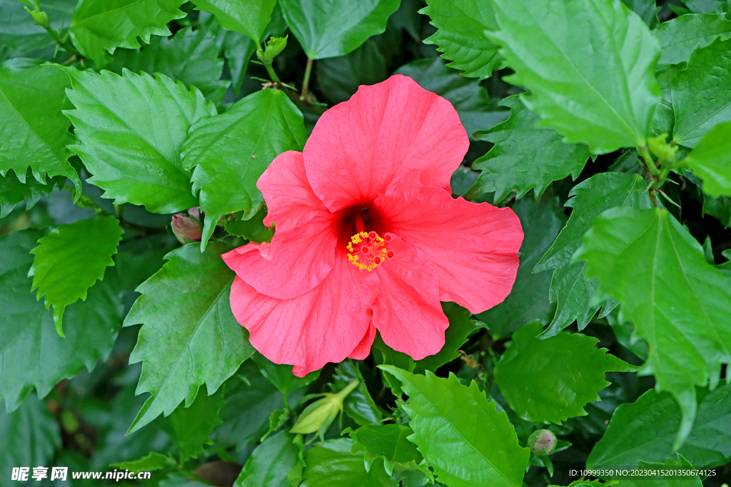 扶桑花