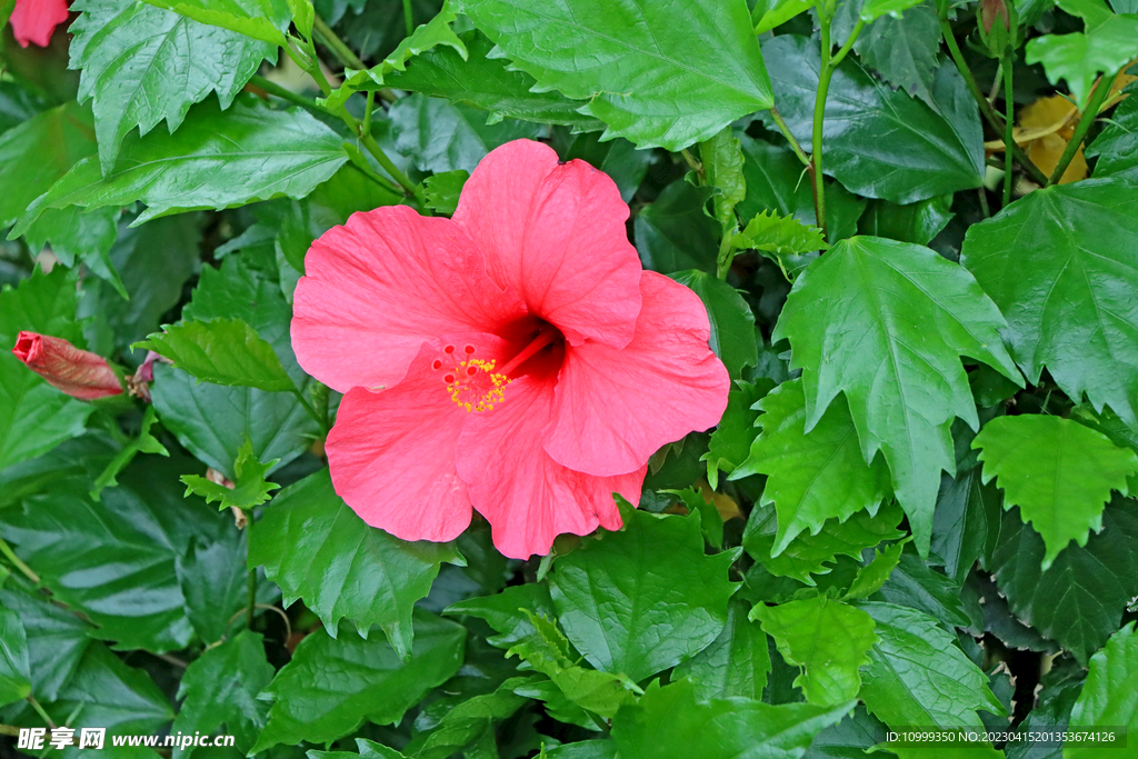 扶桑花