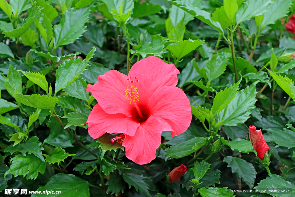 扶桑花