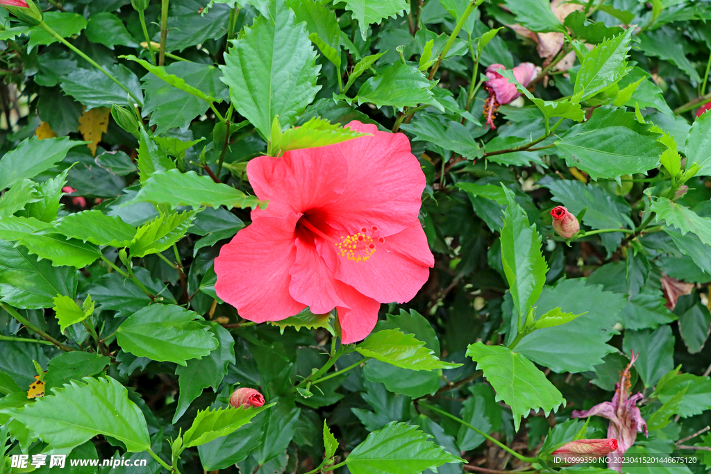 扶桑花