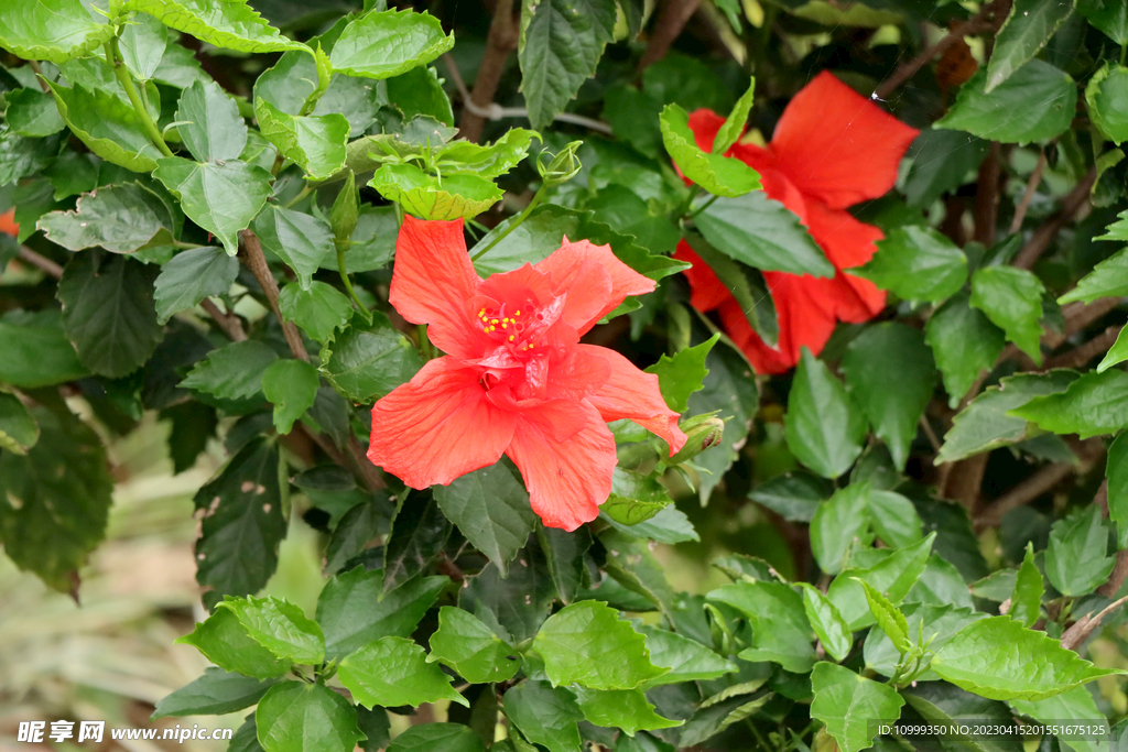 扶桑花