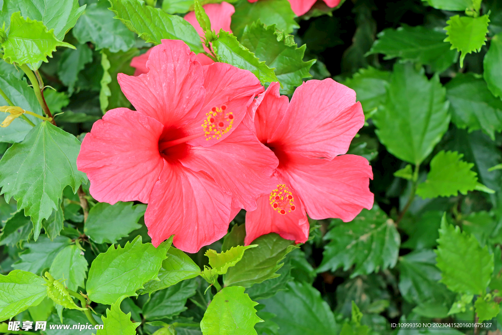扶桑花