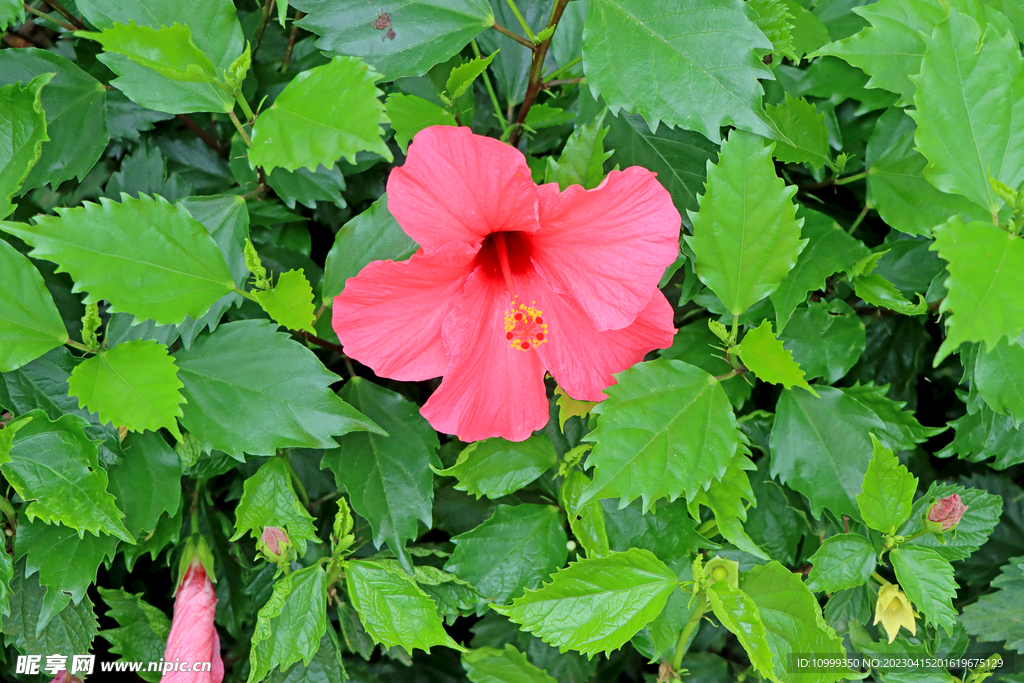 扶桑花