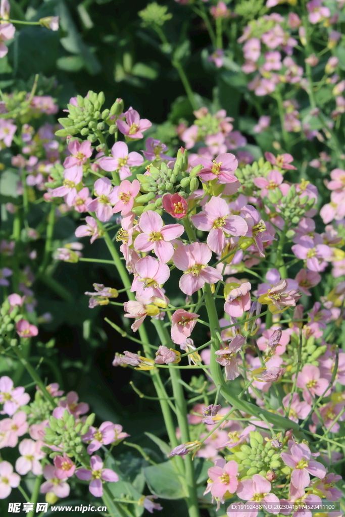 油菜花
