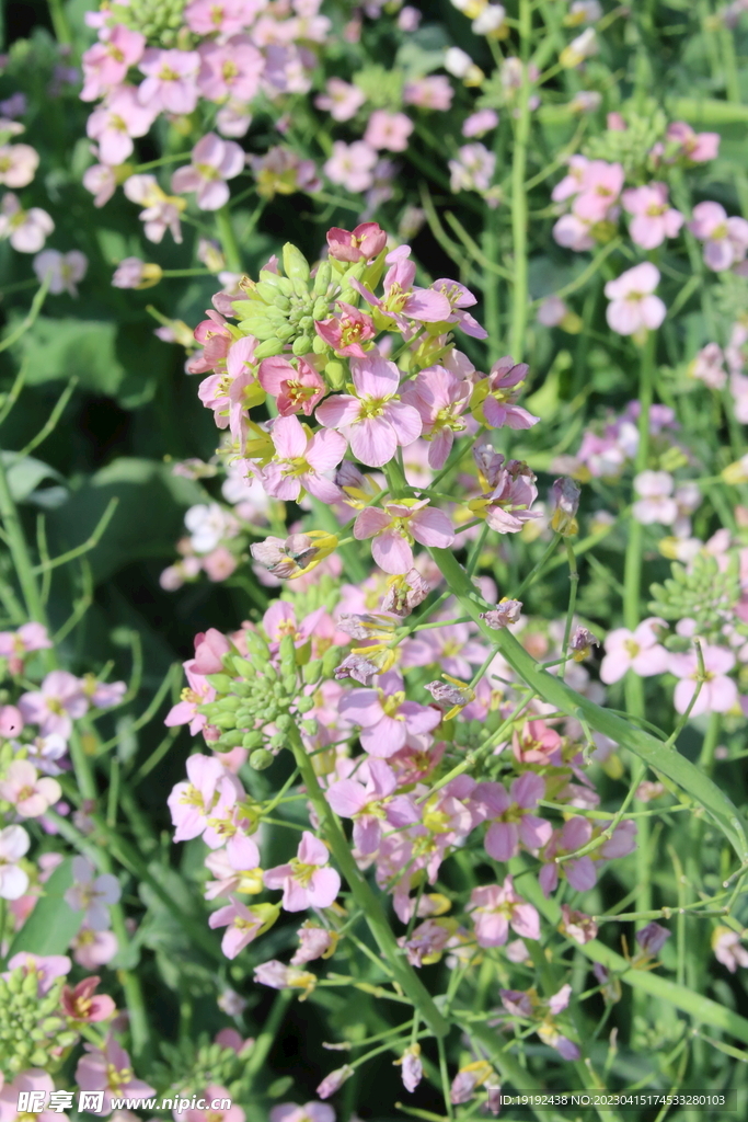 油菜花 