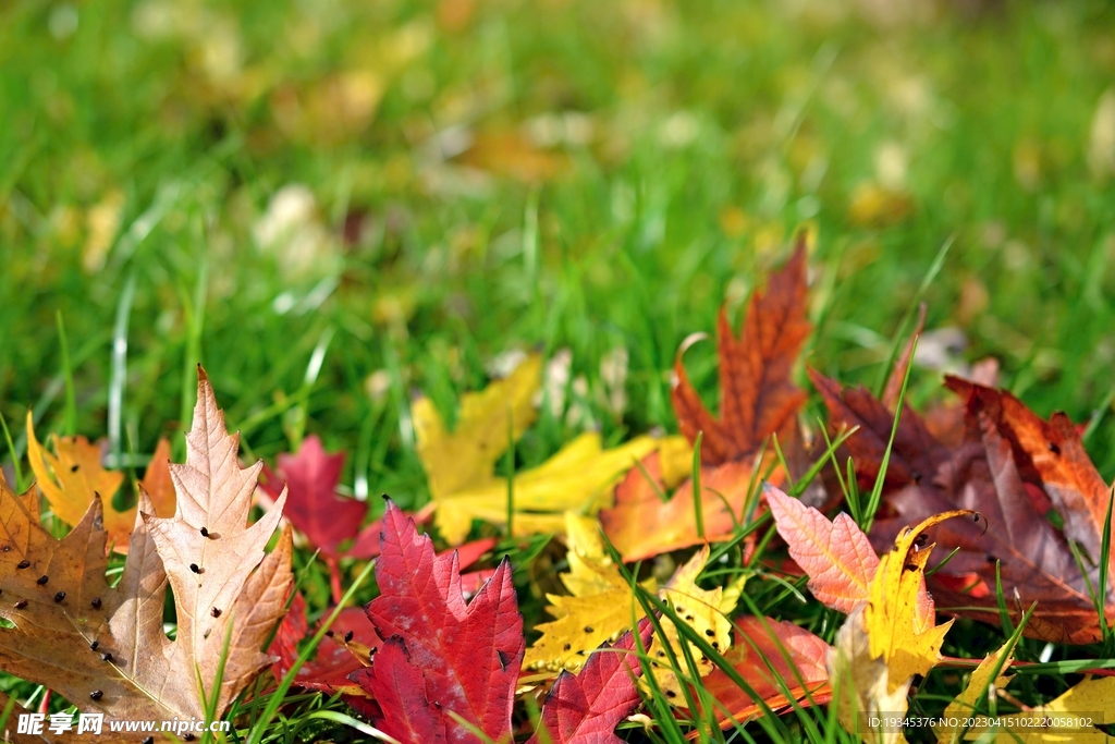 秋落叶