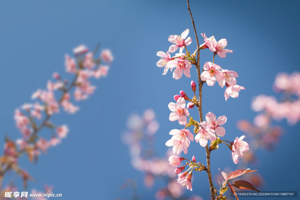 樱花