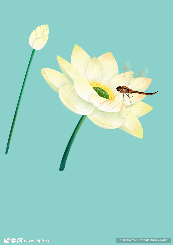 荷花