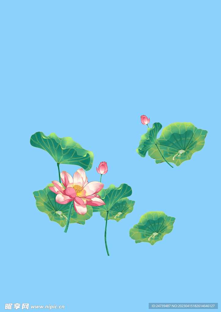荷花