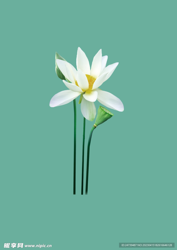 荷花