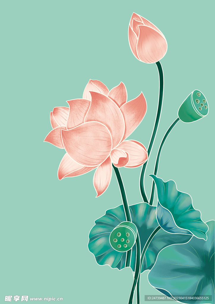 荷花