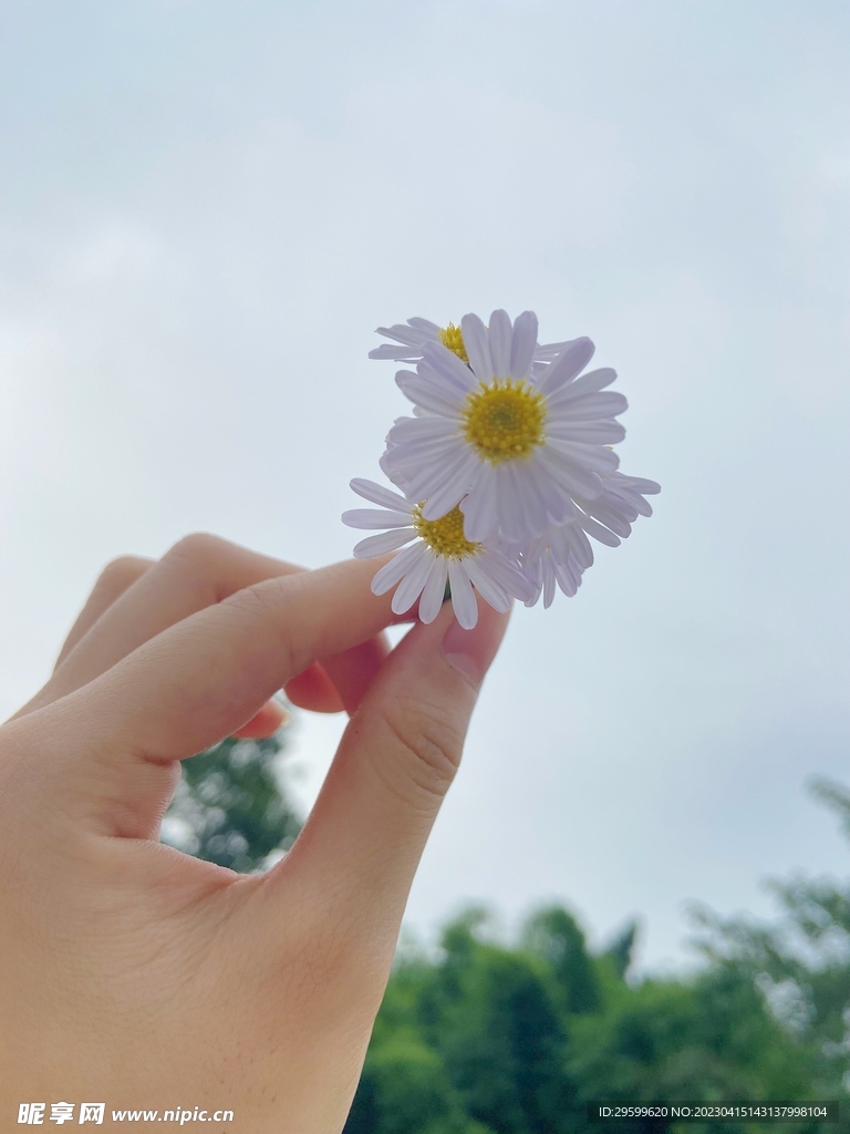 小雏菊