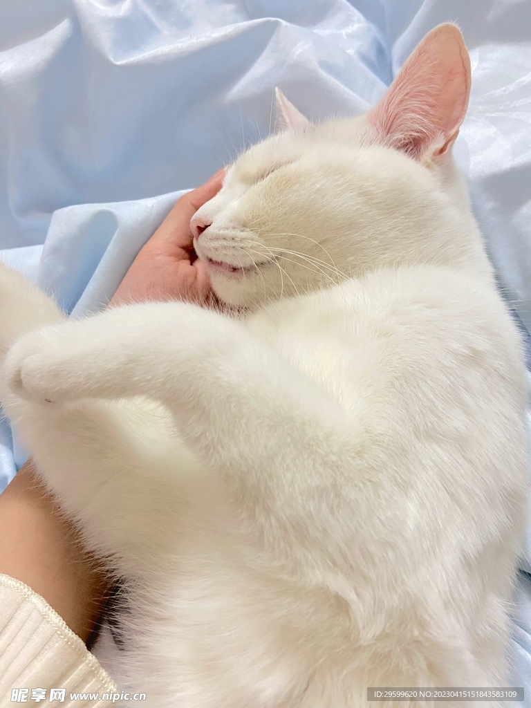 猫咪