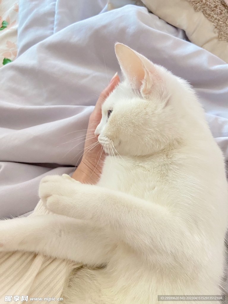 猫咪