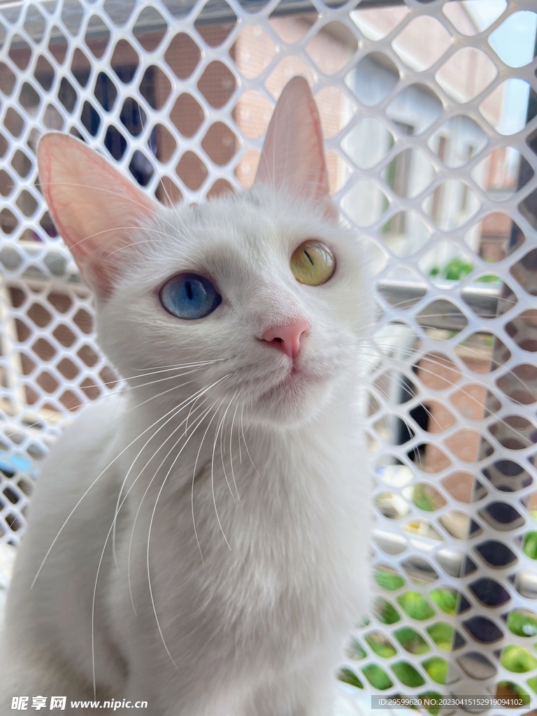 猫咪