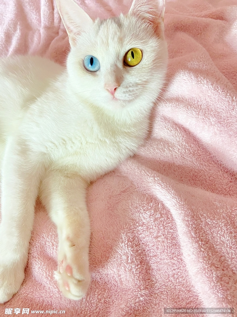 猫咪