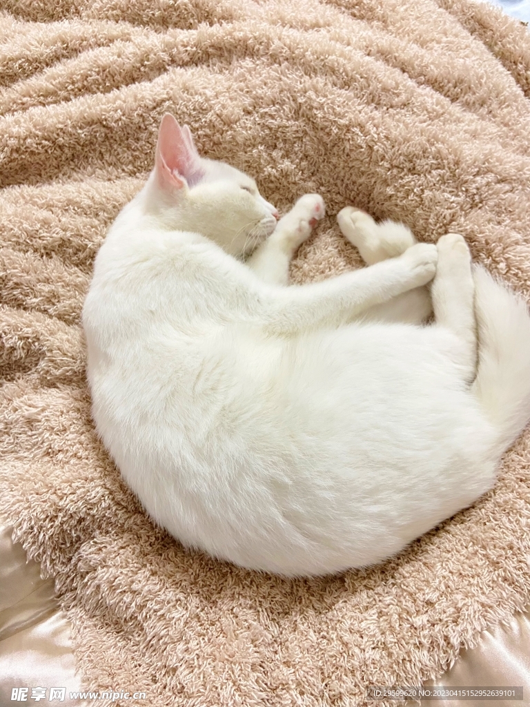 猫咪