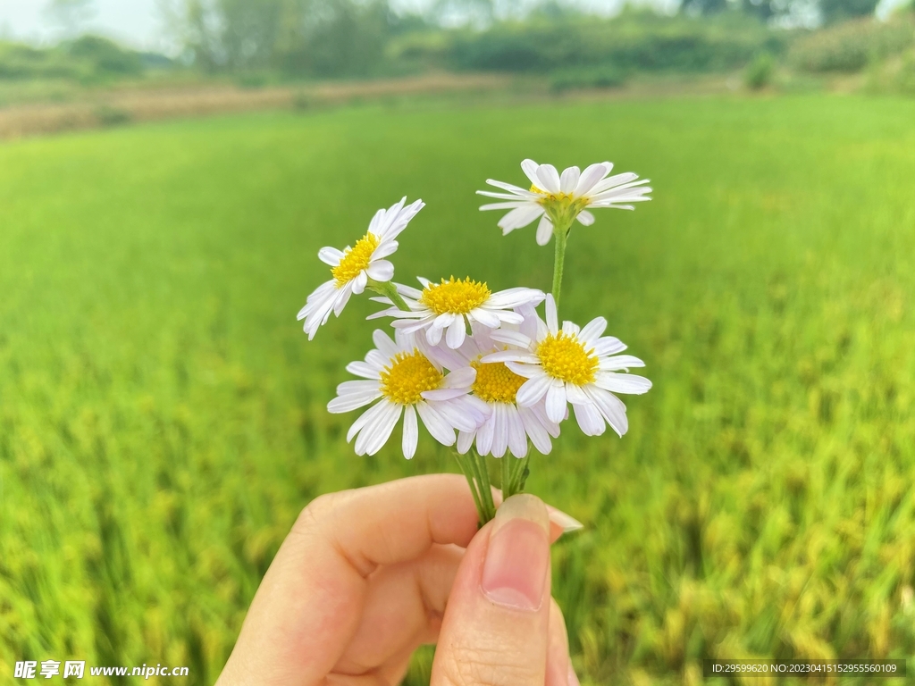 小雏菊