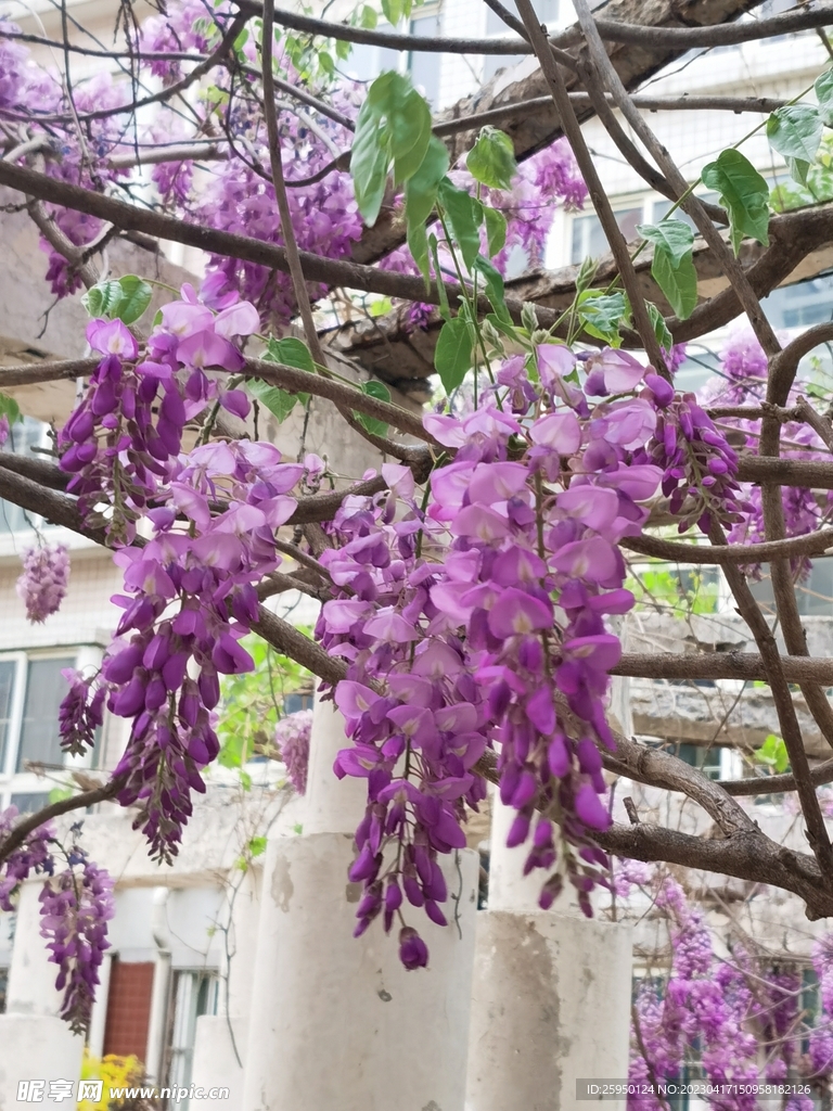 紫藤花