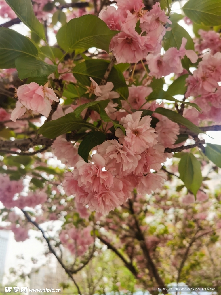 樱花树