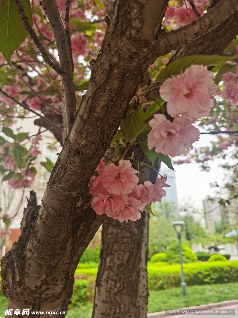 樱花