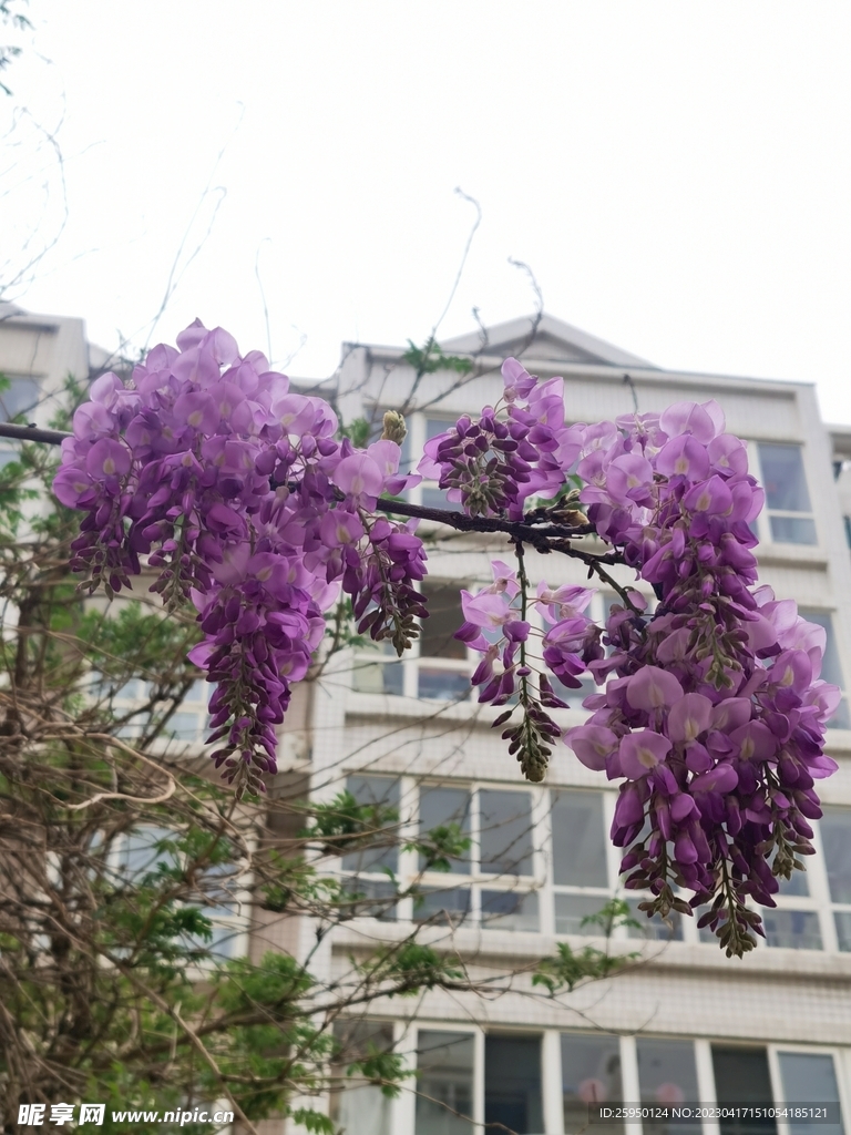 紫藤花