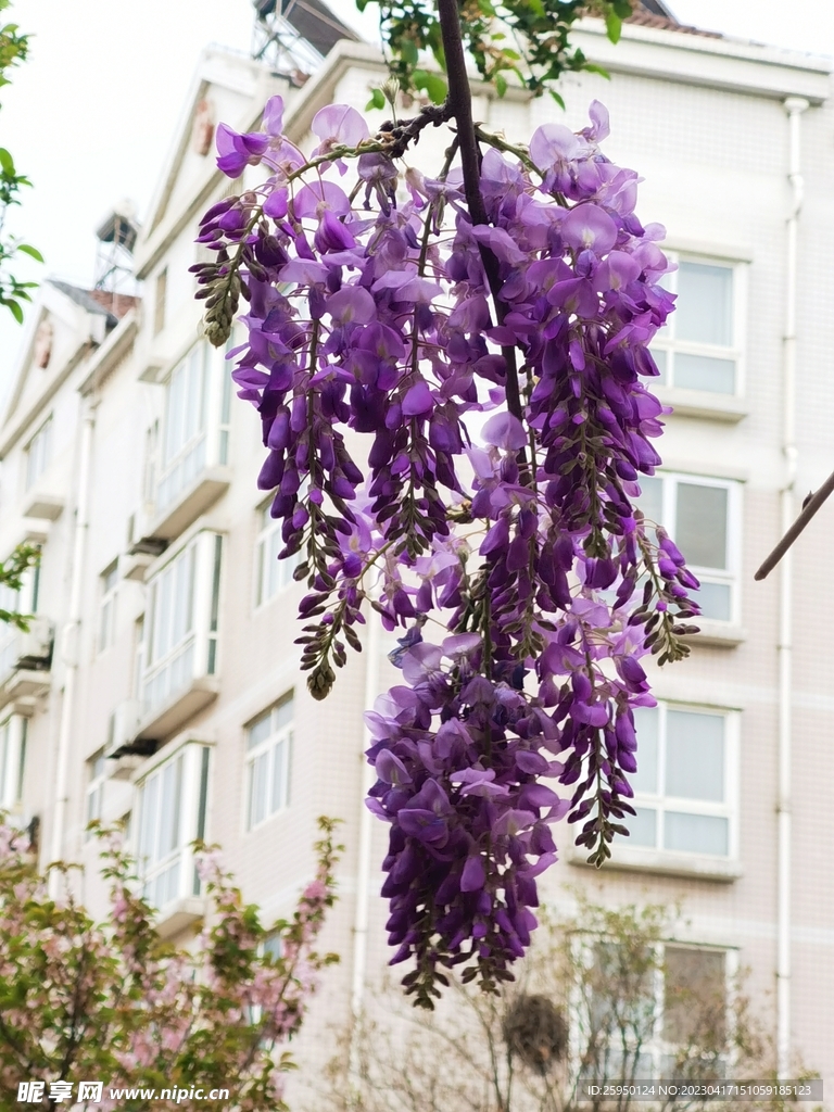 紫藤花