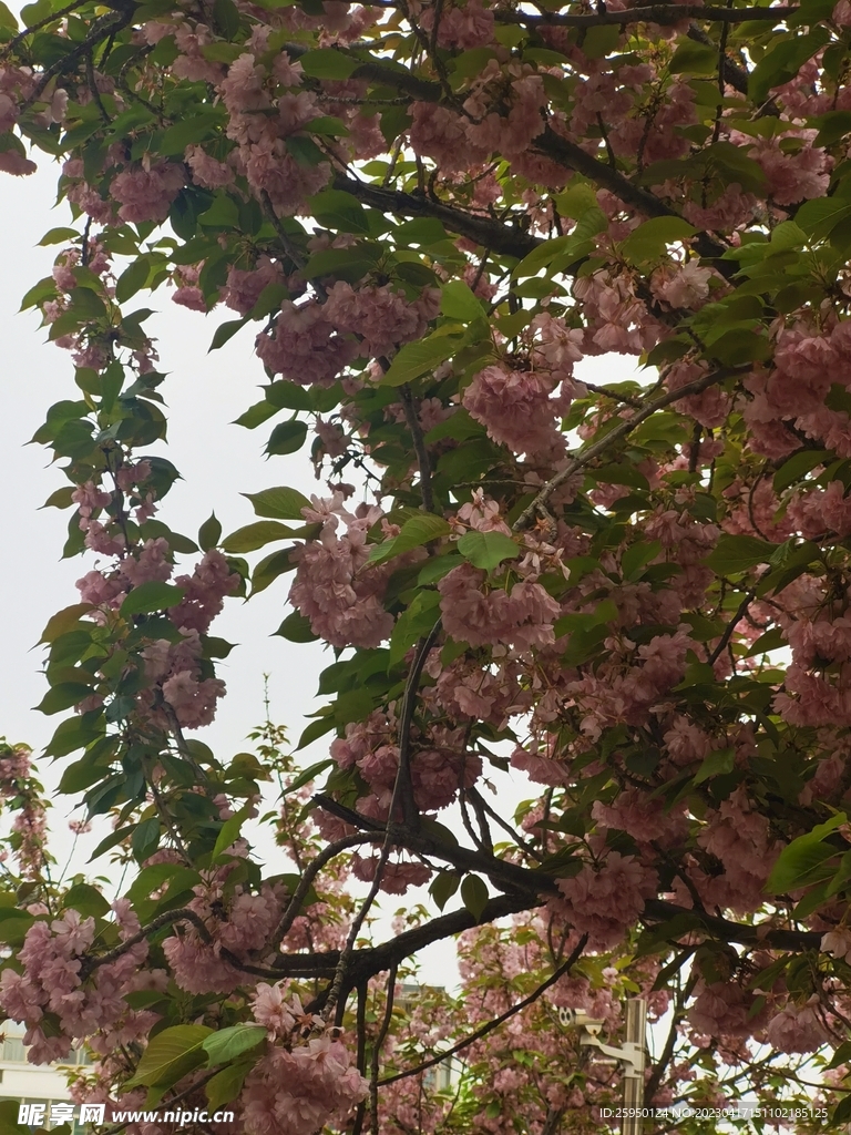 樱花
