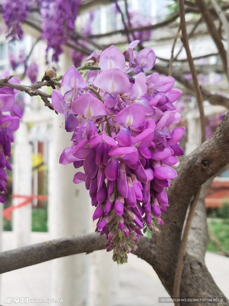 紫藤花