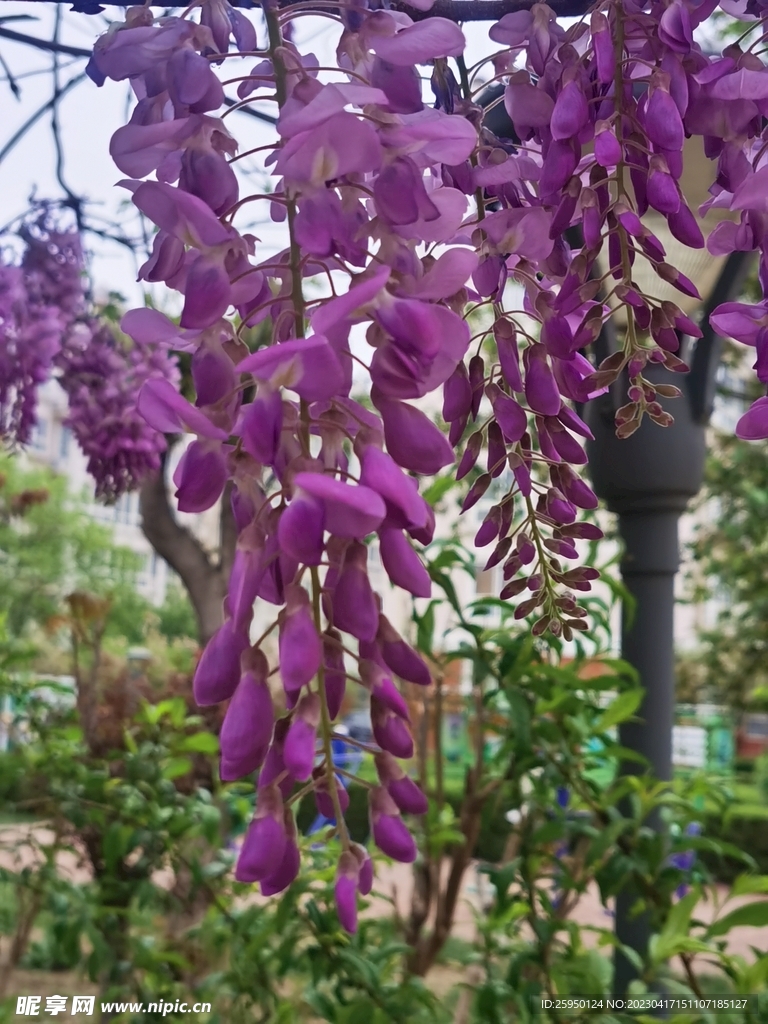 紫藤花