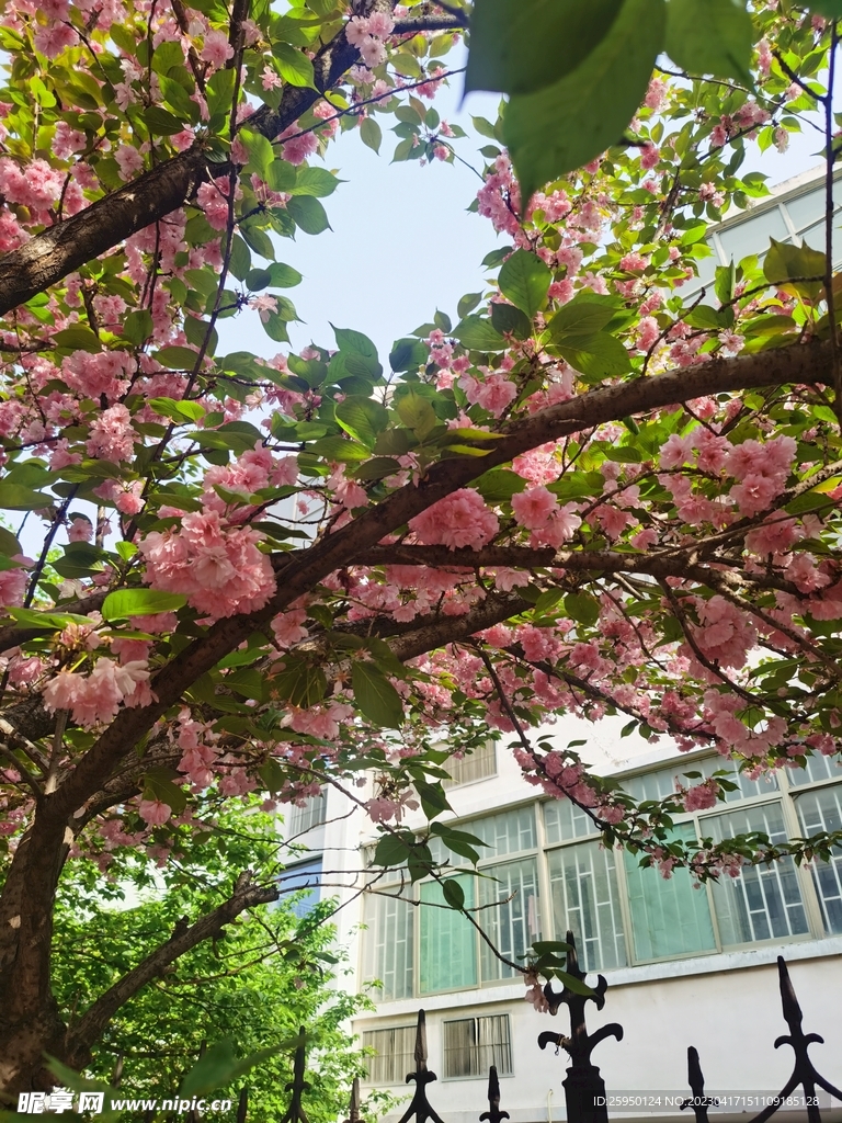 樱花