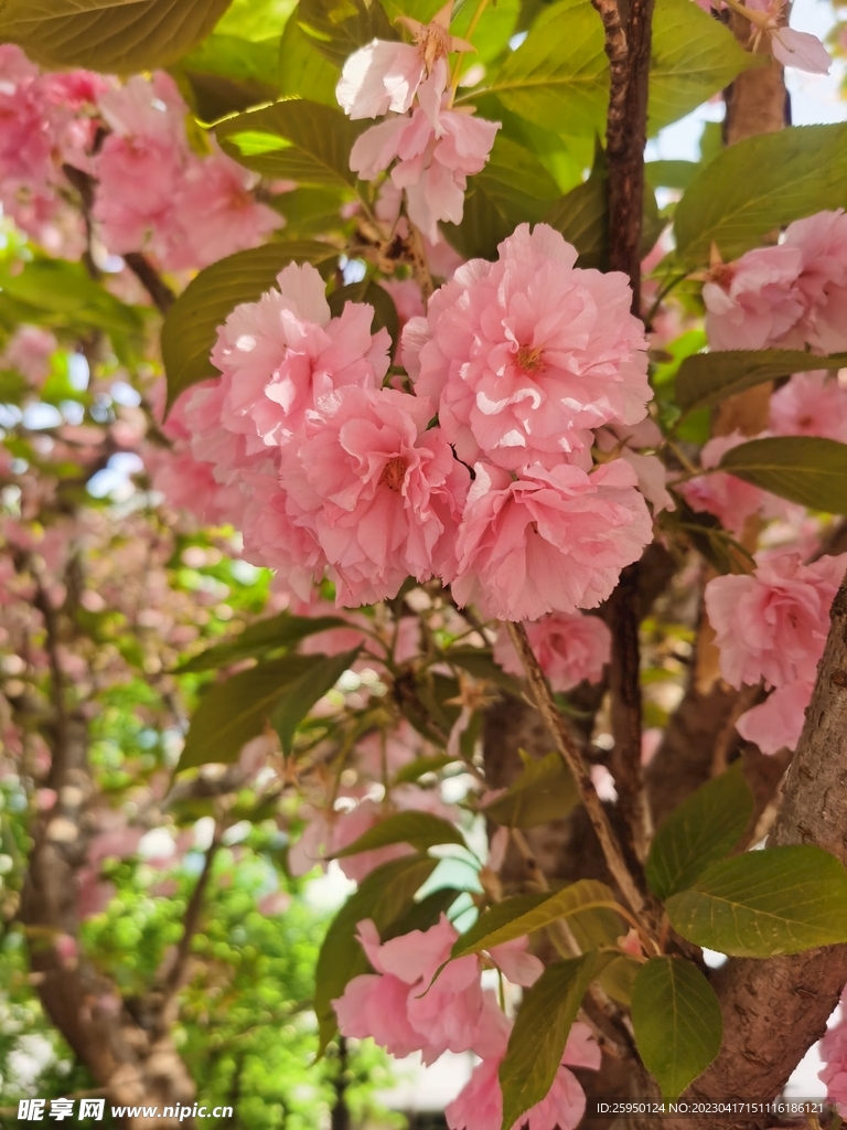 樱花