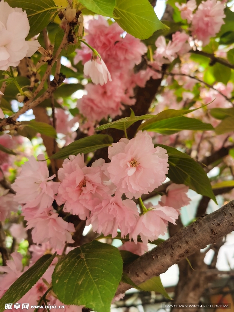 樱花