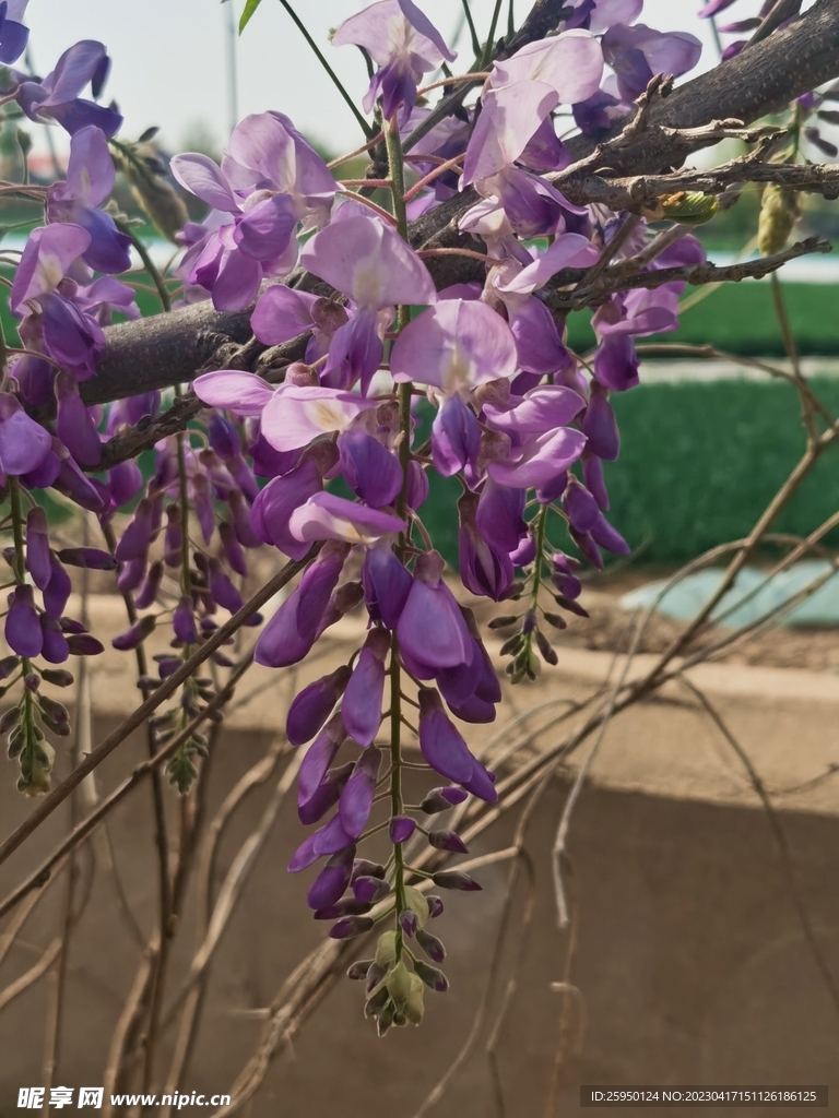 紫藤花