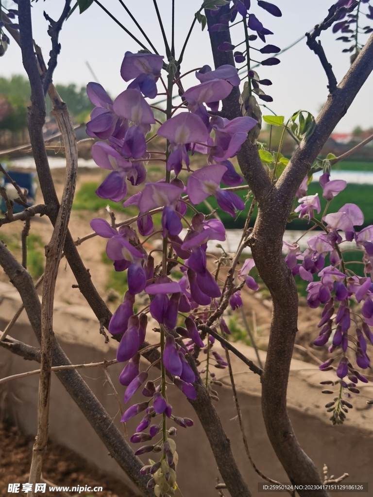紫藤花