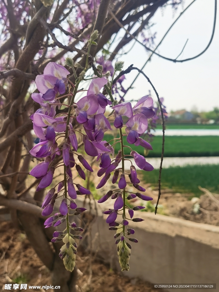 紫藤花