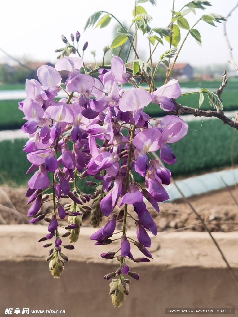 紫藤花