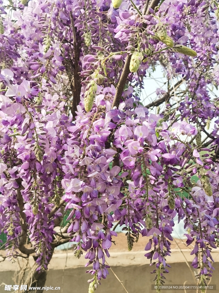 紫藤花
